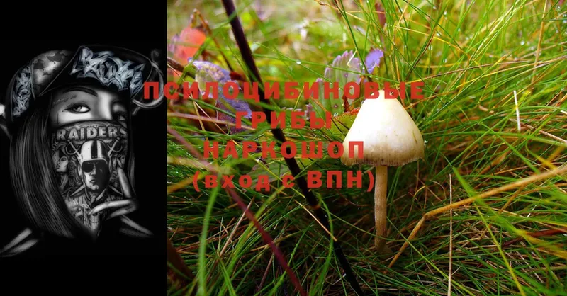 Псилоцибиновые грибы Cubensis  купить закладку  Сатка 